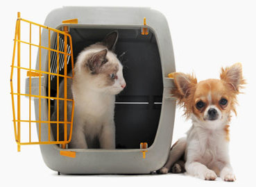  Pet Relocation